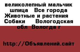 великолепный мальчик шпица - Все города Животные и растения » Собаки   . Вологодская обл.,Вологда г.